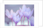 Crocus flowers by Assaf Frank